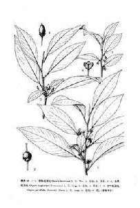 小葉紅淡比 小葉紅淡比