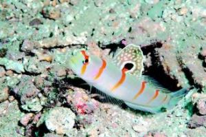 藍道氏鈍塘鱧 藍道氏鈍塘鱧