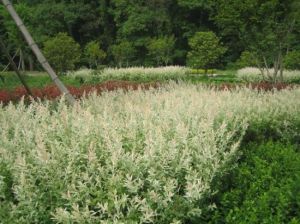 新發島江上公園樂園
