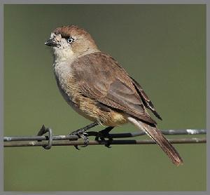 白臉刺鶯 白臉刺鶯