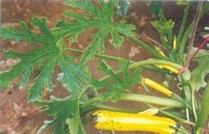 金皮西葫蘆病毒病 金皮西葫蘆病毒病