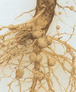 固氮微生物肥料