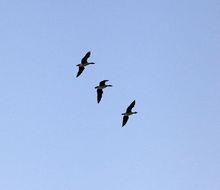 沿海灘涂珍禽國家級自然保護區丹頂鶴