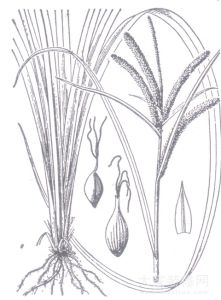 芒尖苔草 芒尖苔草