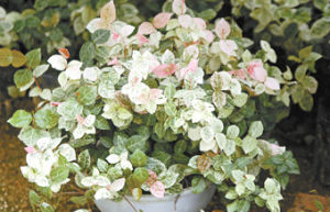 夾竹桃亞科 夾竹桃亞科