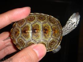 石紋水龜