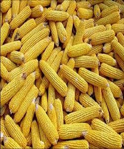 南玉2號 南玉2號