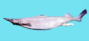 深水田氏鯊 深水田氏鯊