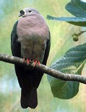 太平洋皇鳩 太平洋皇鳩