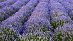 香水花科 香水花科