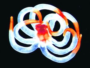 生物冶金 生物冶金