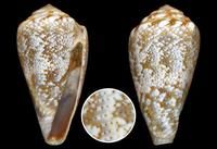 地中海芋螺 （上海岡瓦納自然網）