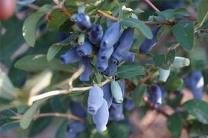 勃利藍靛果 勃利藍靛果