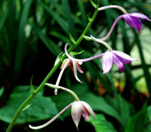 長距蝦脊蘭 長距蝦脊蘭