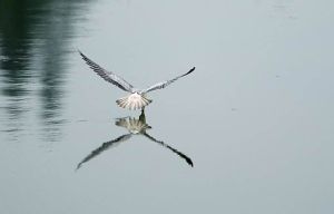 風中的翅膀 風中的翅膀