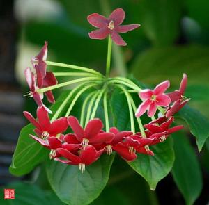 使君子科 使君子科