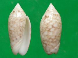 網紋榧螺 網紋榧螺