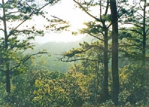 雲南省林業科學院