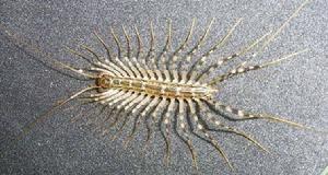 草鞋底子 草鞋底子