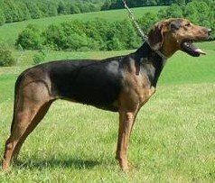 塞爾維亞獵犬 塞爾維亞獵犬