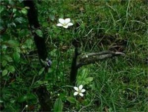 雲梅花草 雲梅花草