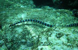 環紋海蛇
