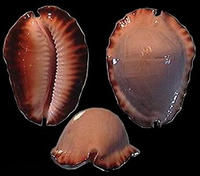 哈氏凱蒂寶螺 哈氏凱蒂寶螺