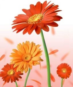 擷取夢中花 擷取夢中花