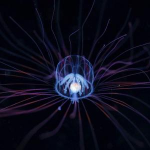 半浮游生物 半浮游生物