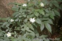 軟條七薔薇 軟條七薔薇