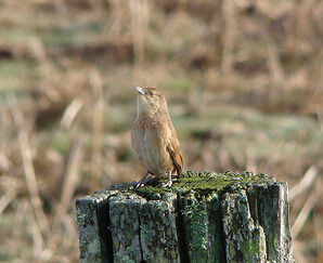 斑胸棘雀 斑胸棘雀