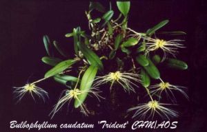 尾萼卷瓣蘭 尾萼卷瓣蘭