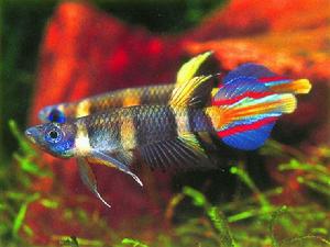 斑節魚將 斑節魚將