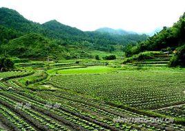 高山蔬菜 高山蔬菜