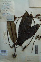 厚葉羅傘（變種）