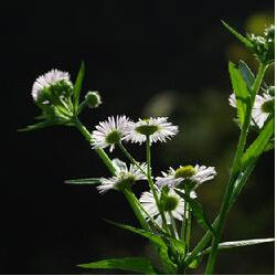 棒狀梅花 棒狀梅花