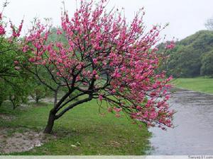 （圖）電視文學