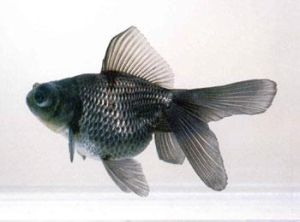 墨虎頭龍睛 墨虎頭龍睛