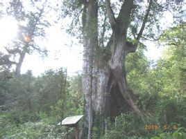 棲蘭粗葉木 棲蘭粗葉木