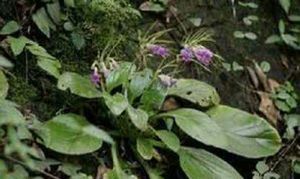 異唇苣苔屬 異唇苣苔屬