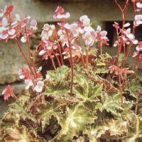 麗緬秋海棠 麗緬秋海棠