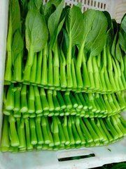 油綠80天菜心 油綠80天菜心