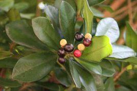 蘭嶼樹杞 蘭嶼樹杞