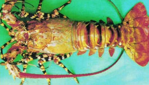 東山龍蝦 東山龍蝦