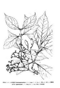 聚傘圓錐組 聚傘圓錐組