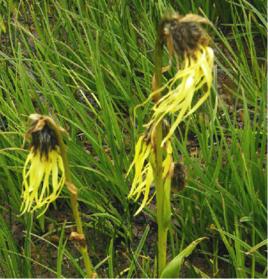 闊葉垂頭菊 闊葉垂頭菊