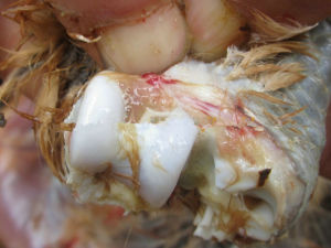 雞滑液囊支原體感染 