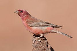 沙色朱雀新疆亞種 沙色朱雀新疆亞種