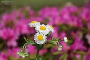 上海市崇明東灘自然保護區