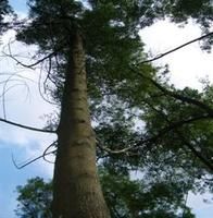 黑木相思 黑木相思